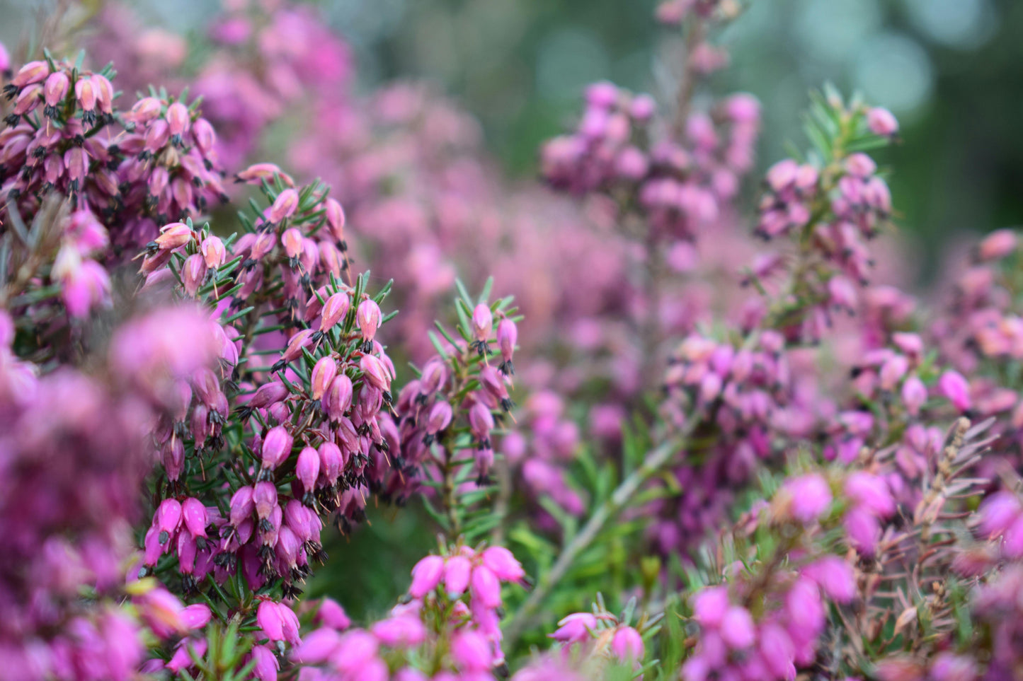 Wild Heather and Thyme