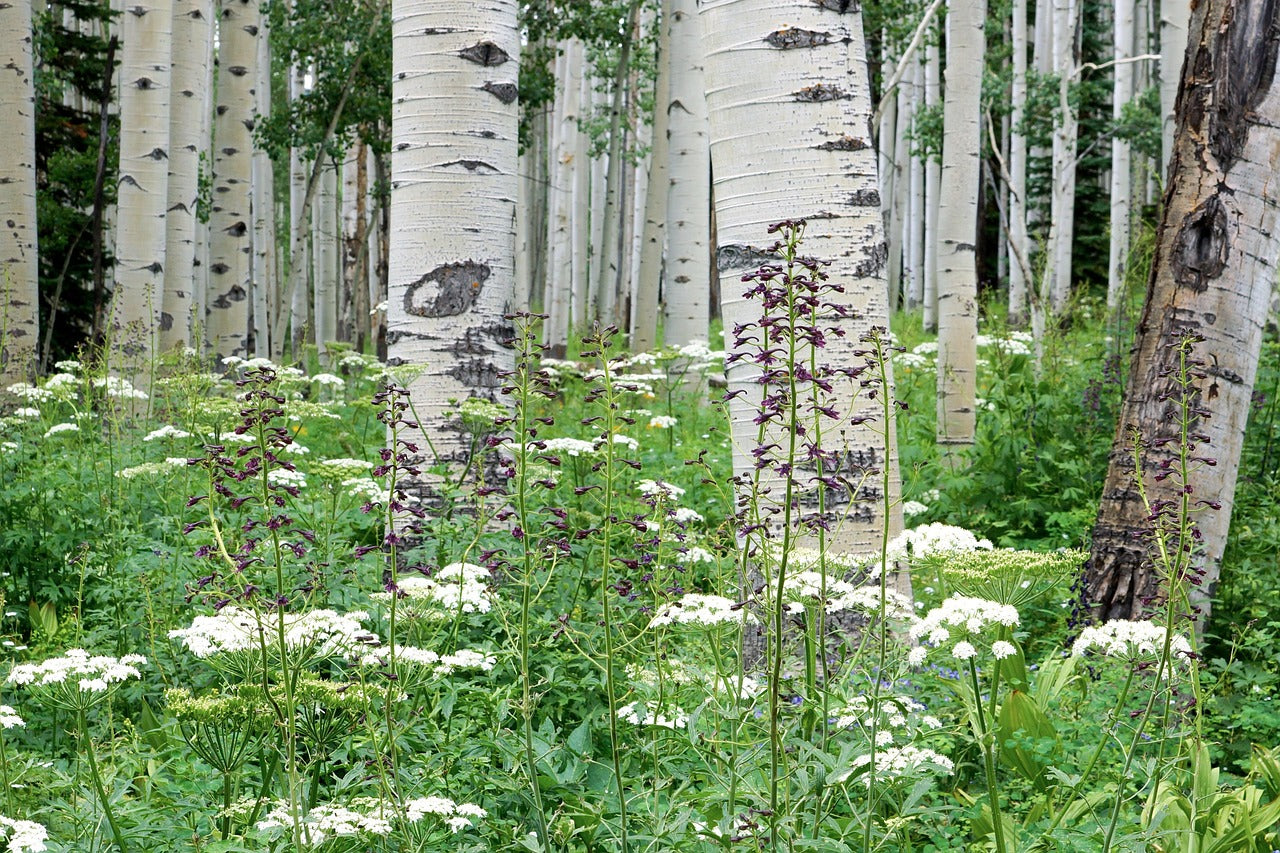 Wild Cranberry and Aspen