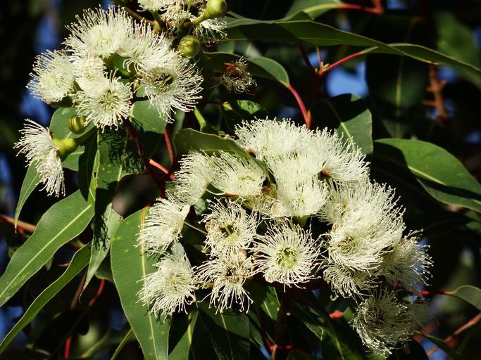 Spearmint Eucalyptus