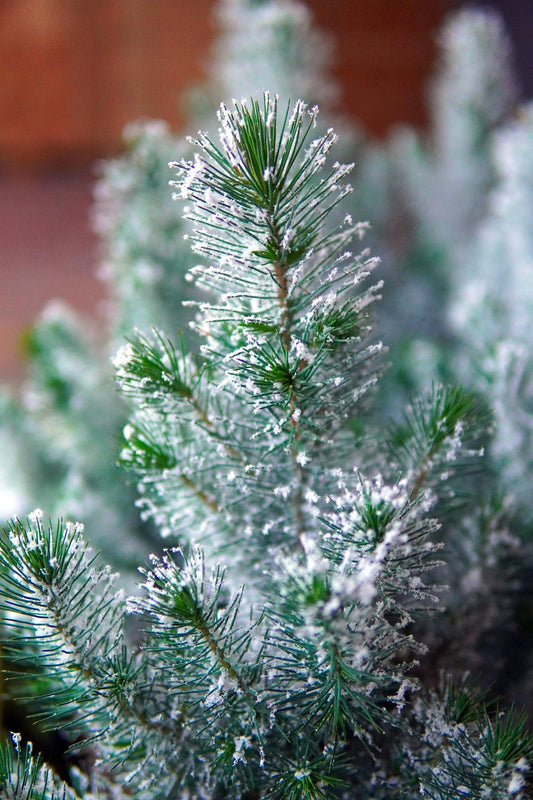Frosted Fir