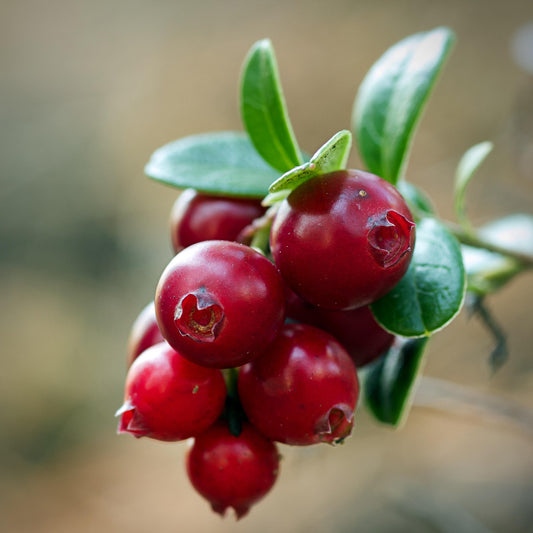 Wild Cranberry and Aspen