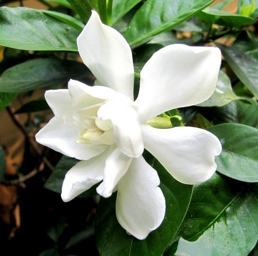 Gardenia