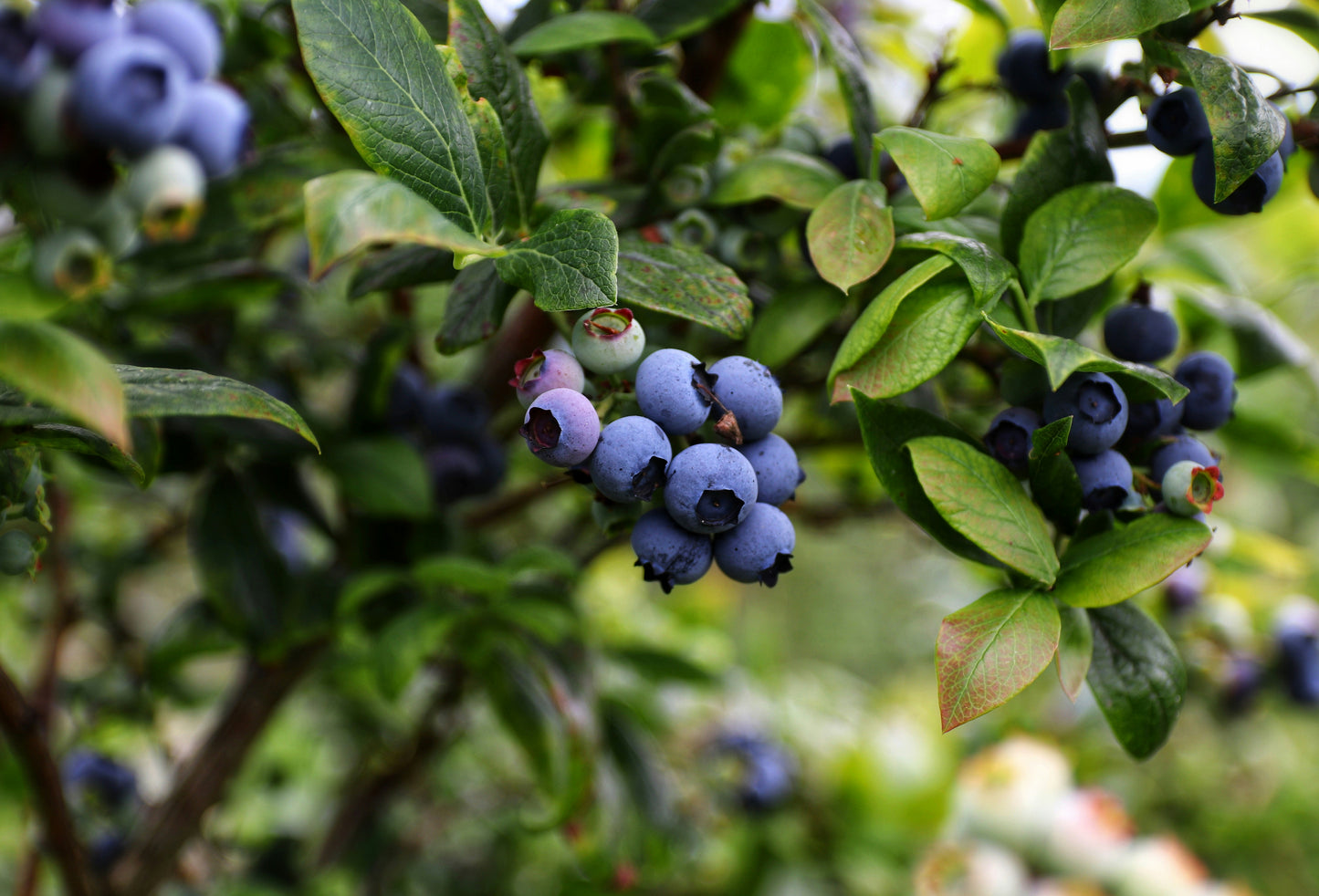 Blueberry Thyme