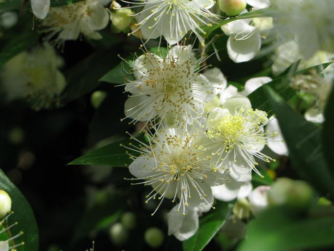 Orange Blossom