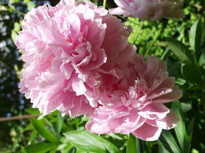 Pink Peony