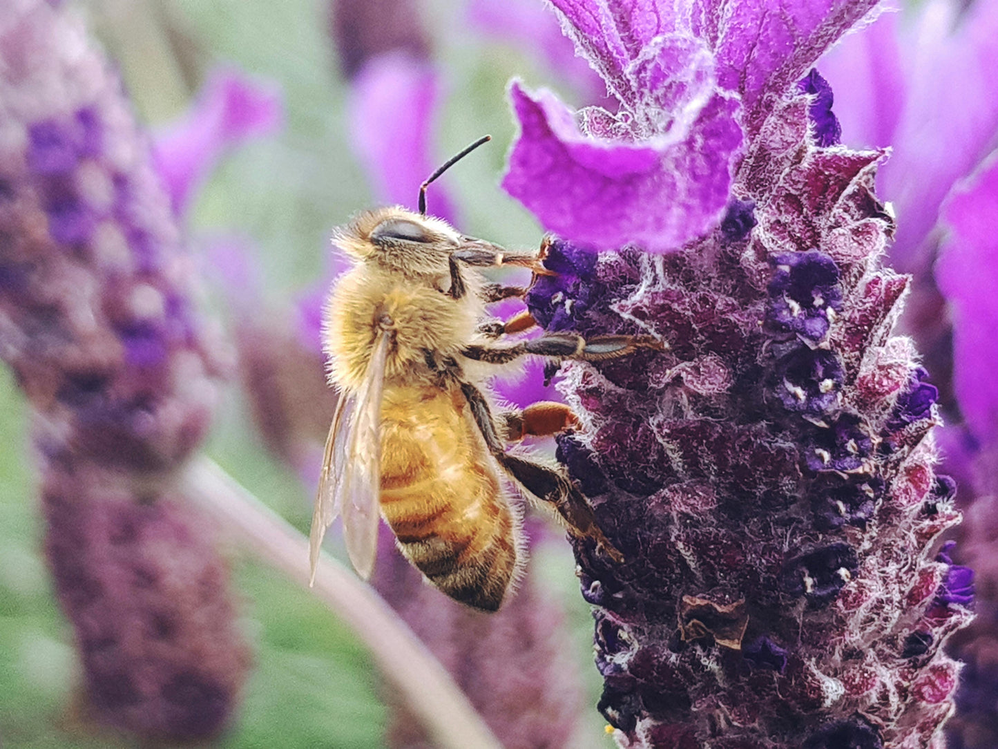 Lavender