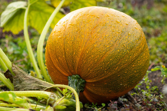 Pumpkin Sandalwood