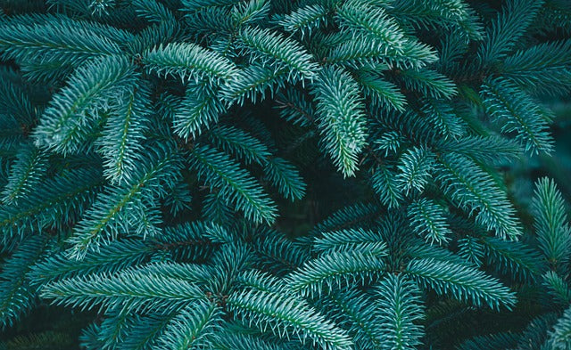 Black Spruce and Anise