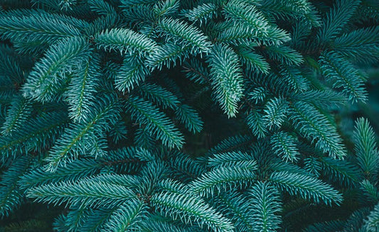 Black Spruce and Anise
